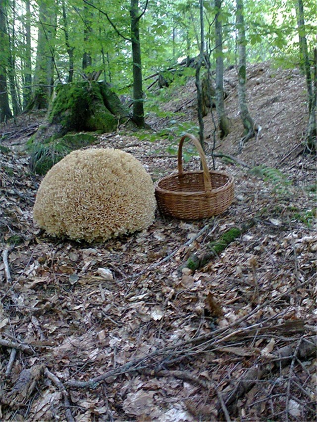 Gorski kotar